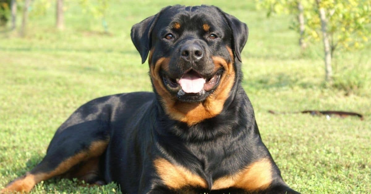 Rottweiler Breed Profile