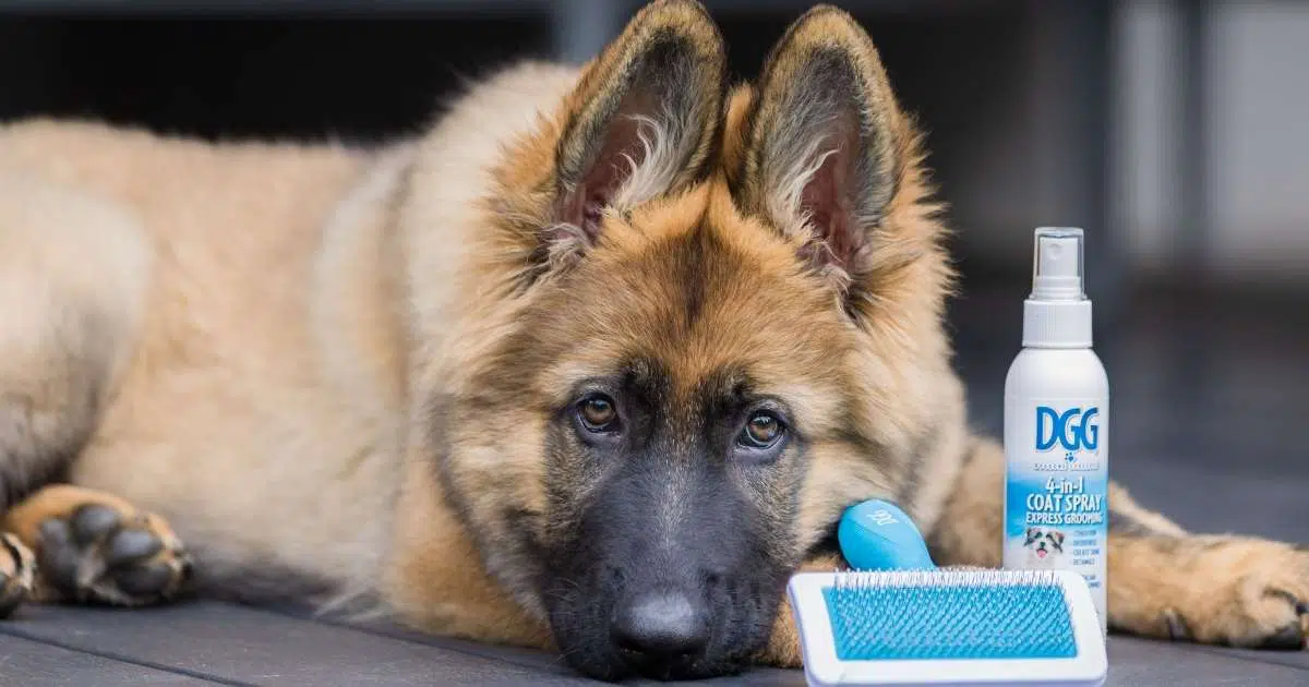 Why brushing a dog is so important