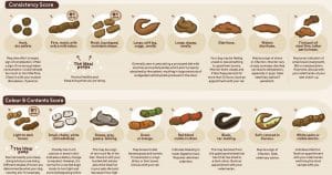 healthy dog poo