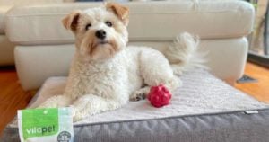 Positive reinforcement dog training