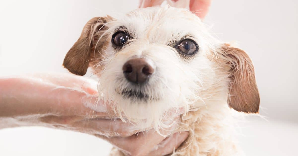 Grooming a dog – common mistakes