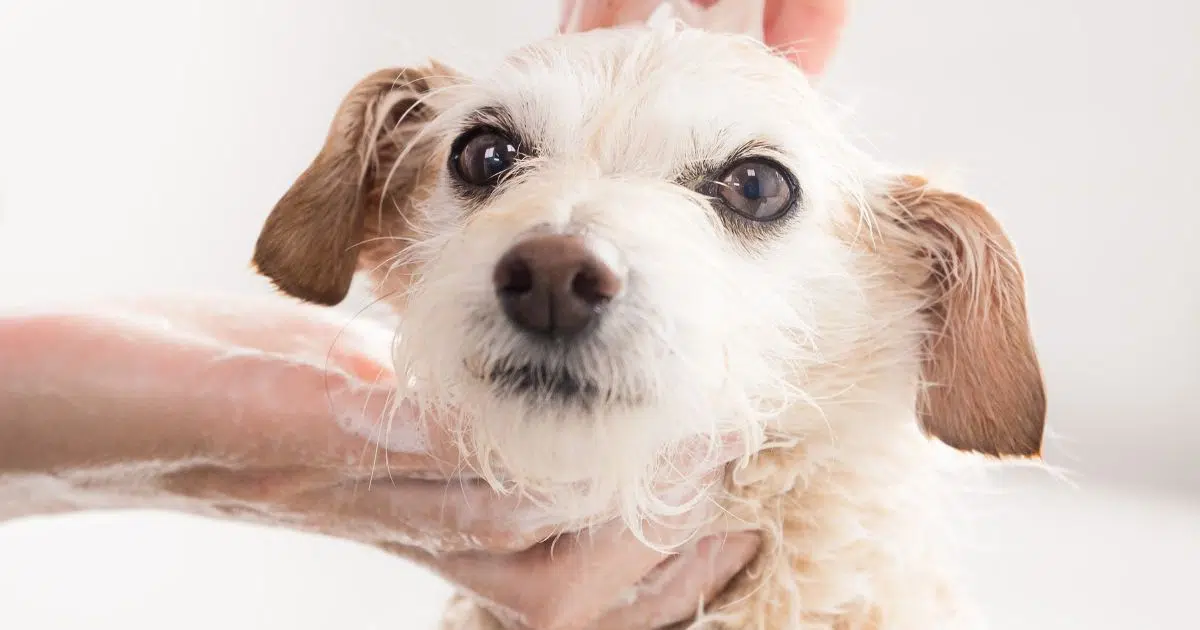 Dog grooming mistakes