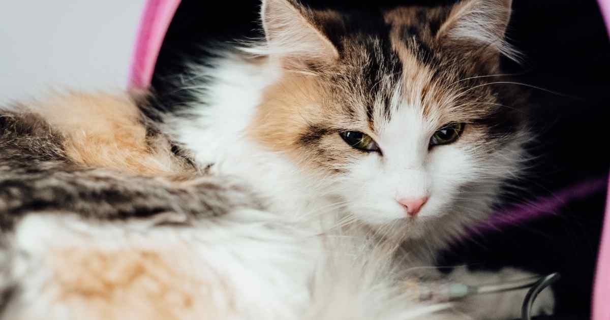Cat vaccinations – tips on taking a cat to the vet