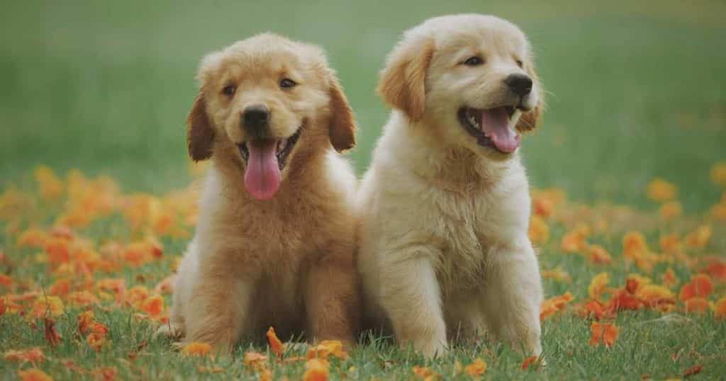 Golden Retriever breed profile