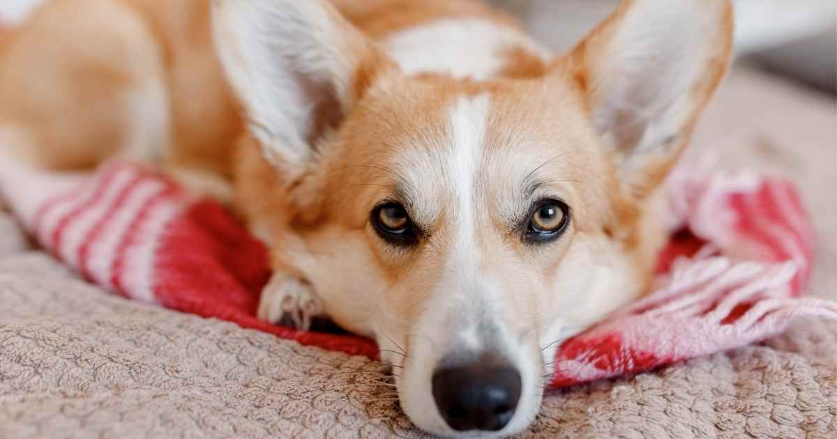 Medication for anxious dogs