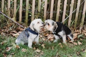 worms in dog parks
