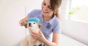 grooming a dogs face and paws