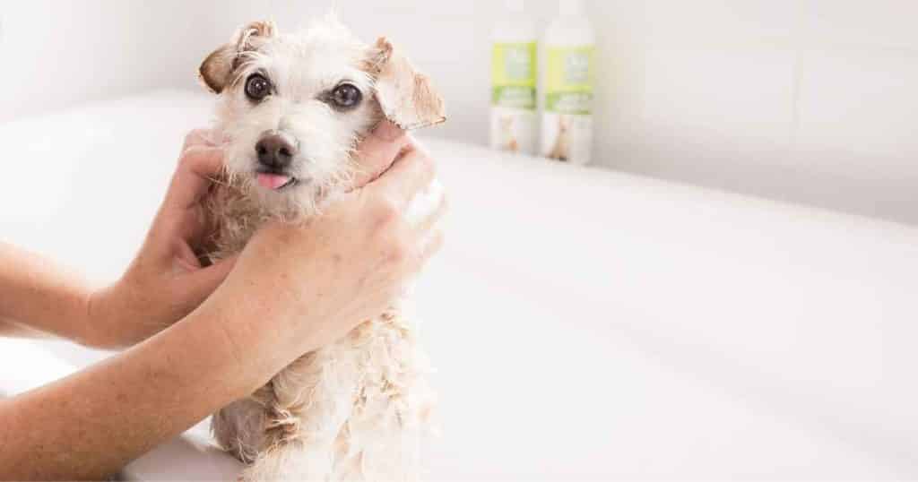 grooming an anxious dog