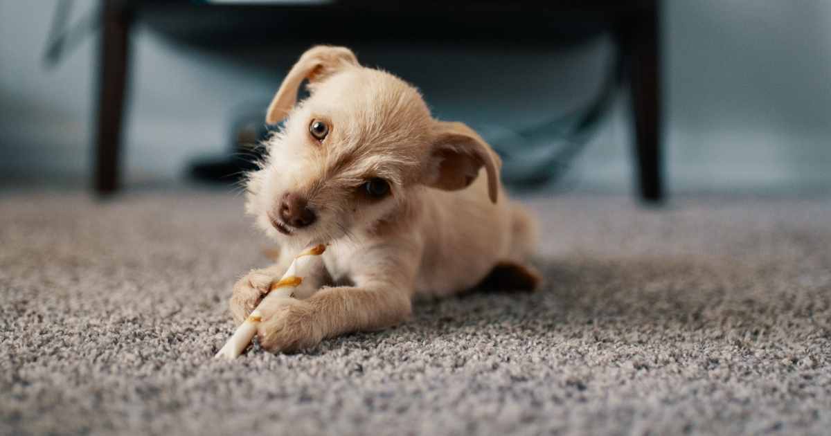 How to help a teething puppy