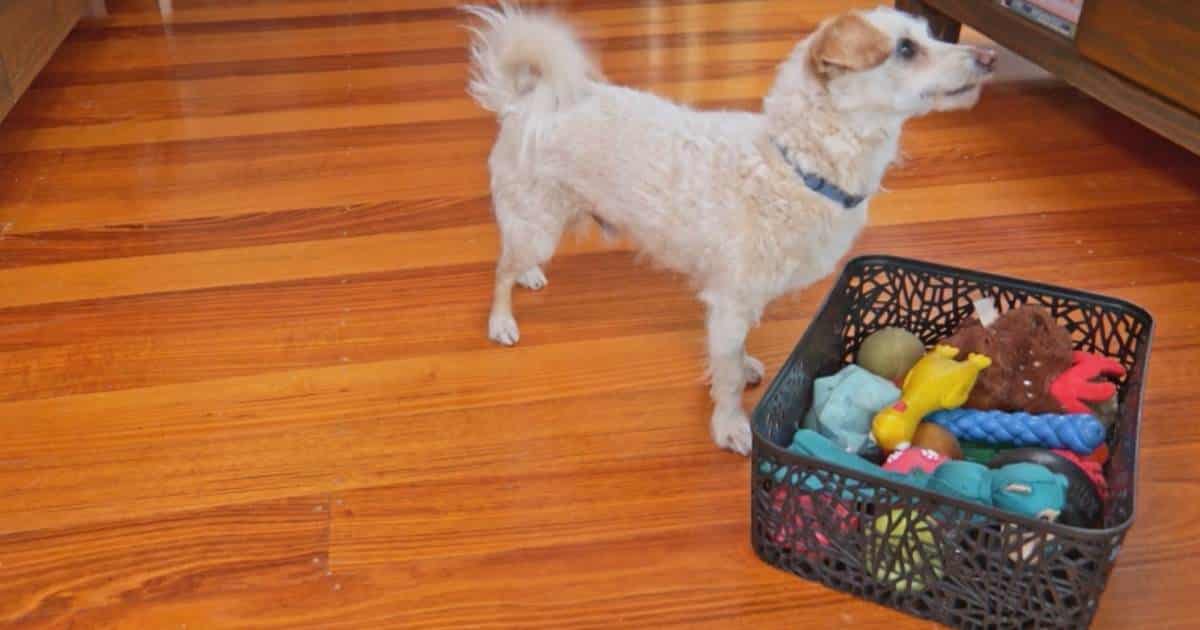 How to teach the Tidy Up dog trick