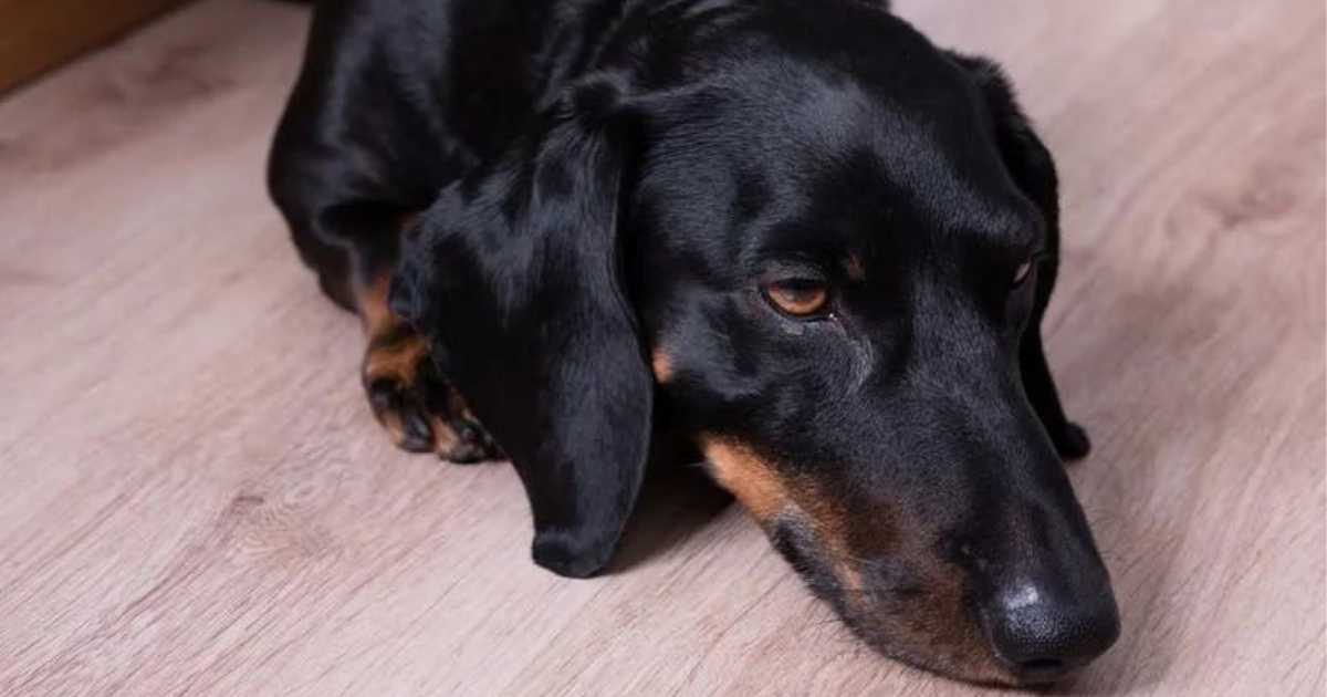 Do dogs feel guilt?