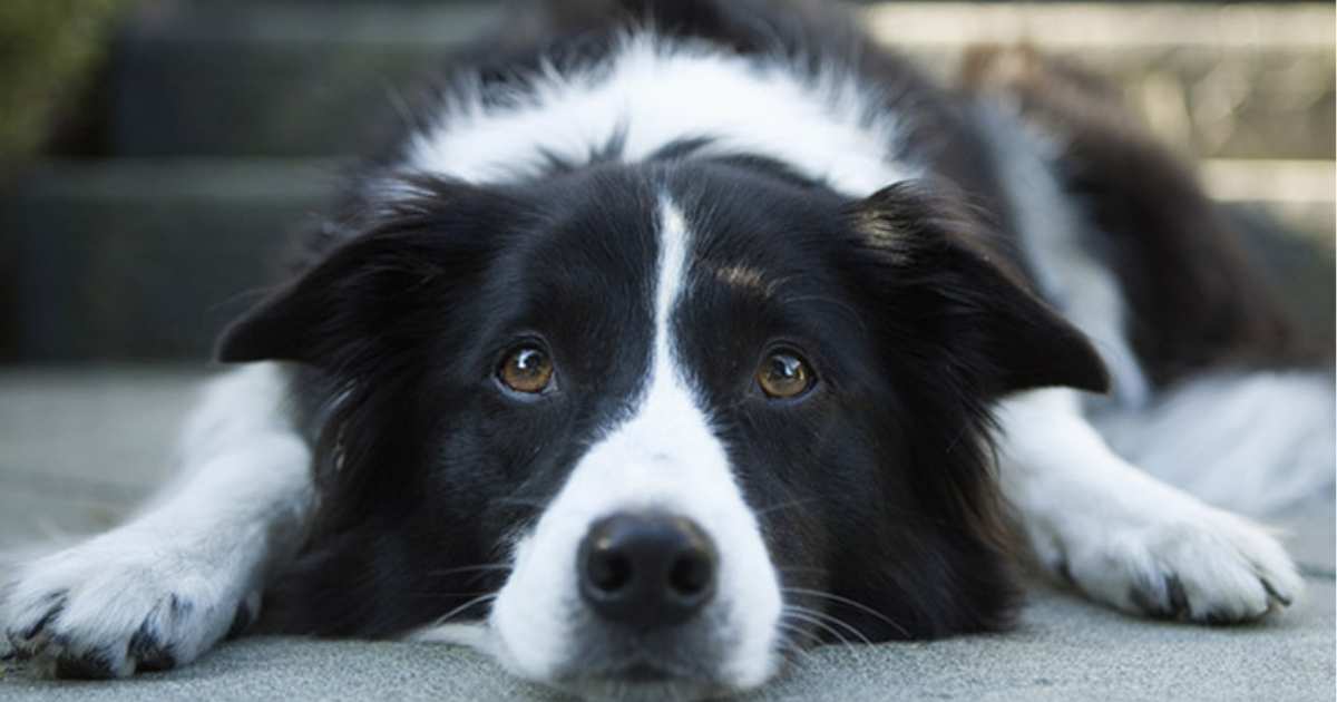 Paralysis Tick anti-serum shortage warning