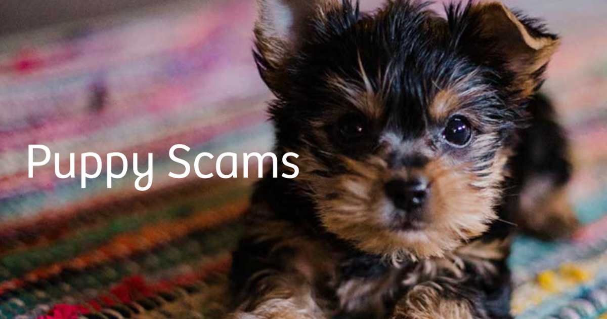 Campaign to help address Puppy Scams