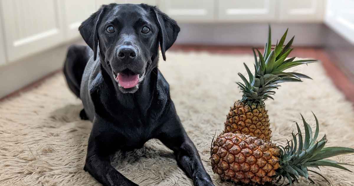 Benefits of pineapple for dogs