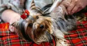 grooming a dog's coats