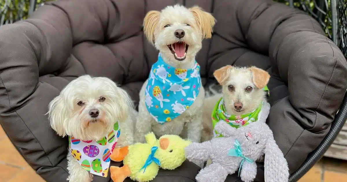 Easter safety tips for pets