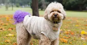 dog coat