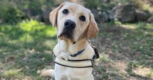 Guide Dog interactions