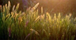 grass seeds in dogs