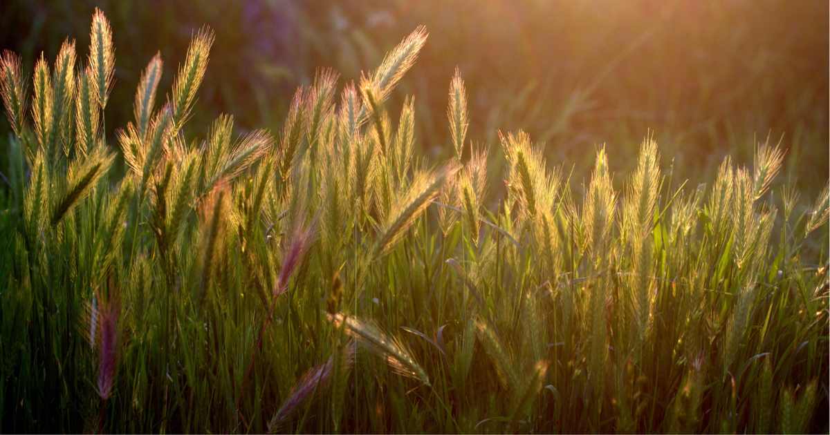 Grass seeds in dogs