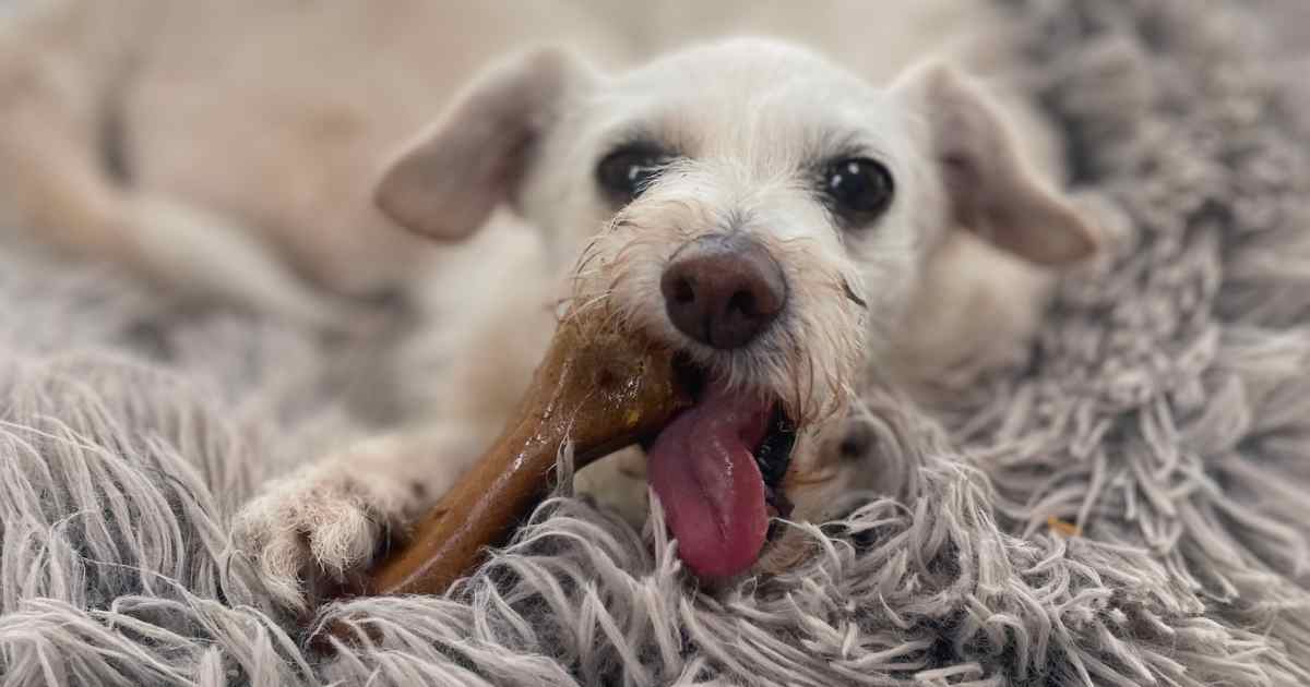 Pluto Healthy Chews for Dogs