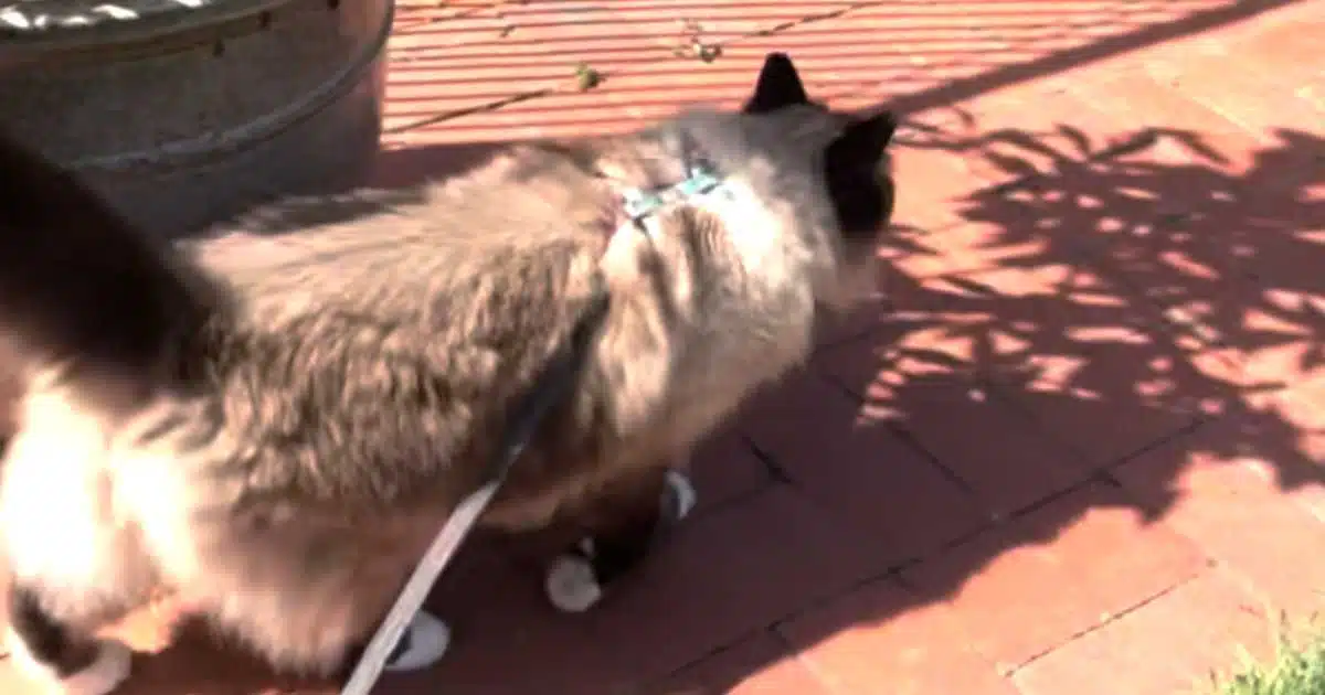Training a cat to walk in a harness