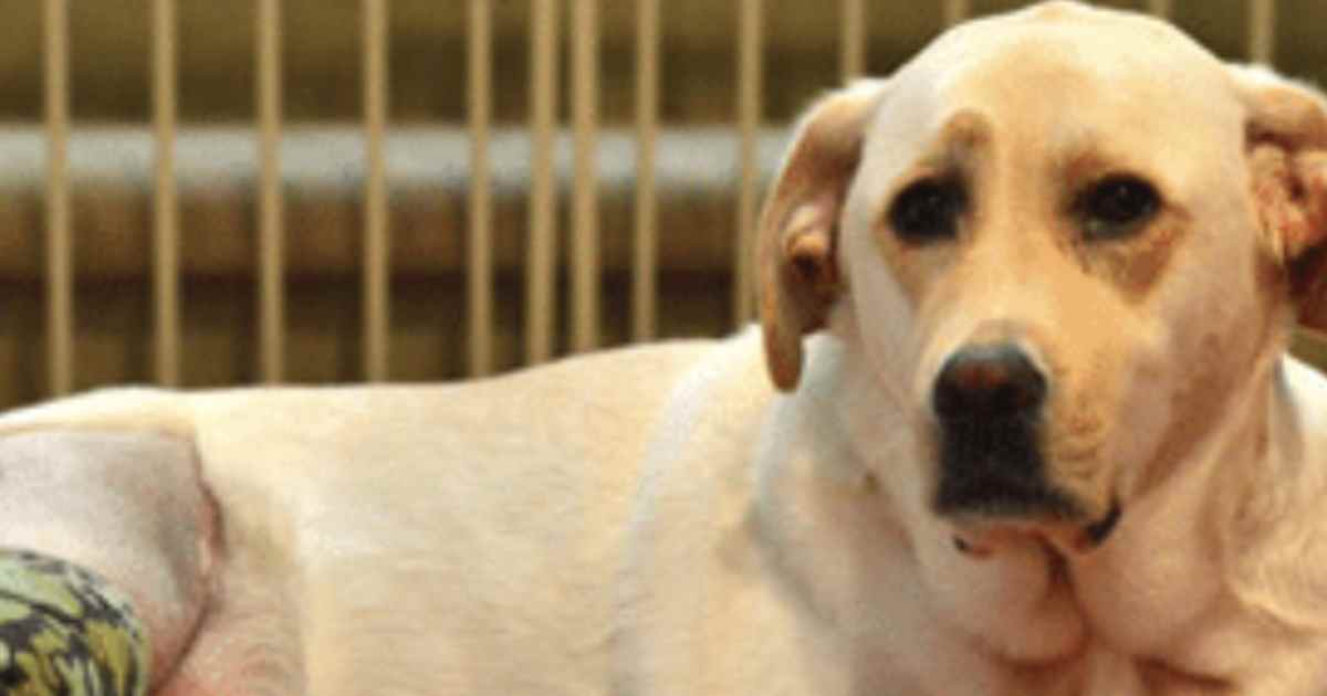 Common pet toxins found in the home