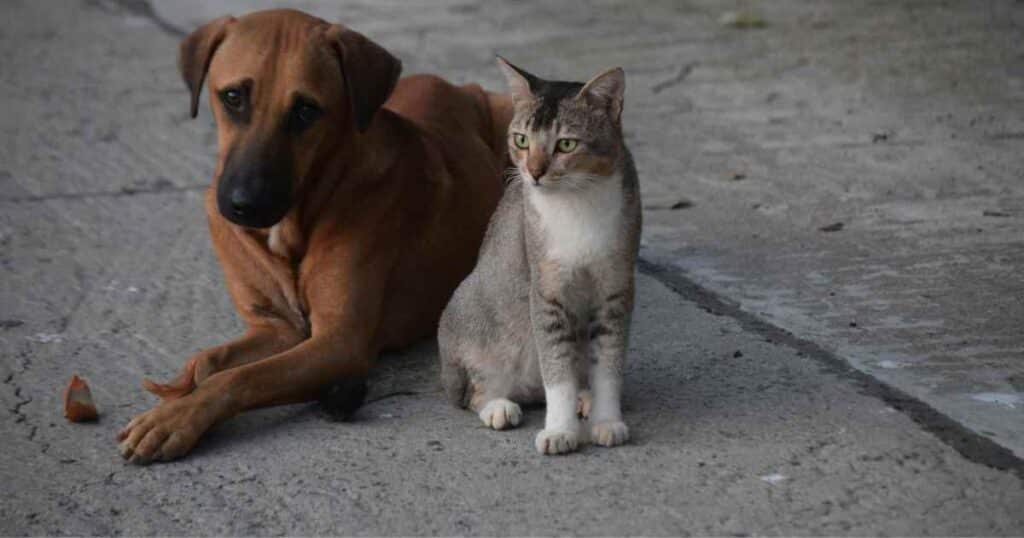 dog and cat myths