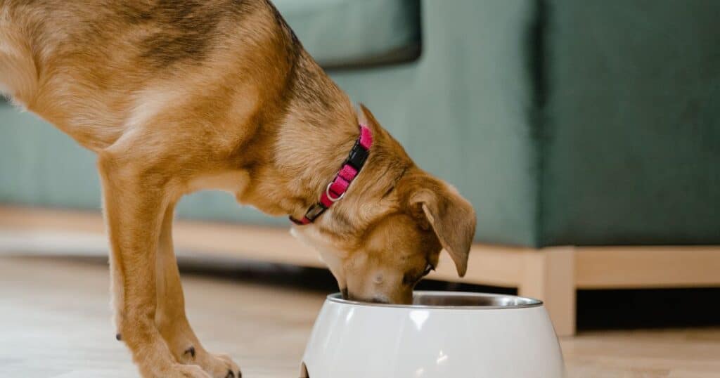 what to feed a dog