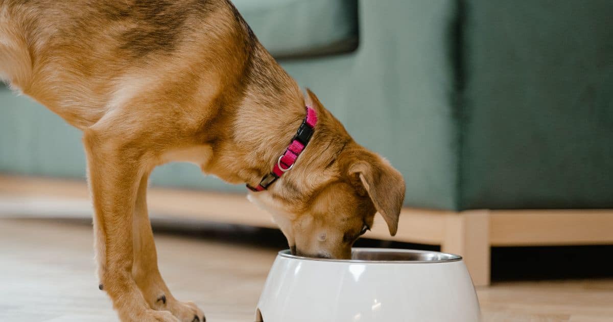 What to feed a dog at each life stage