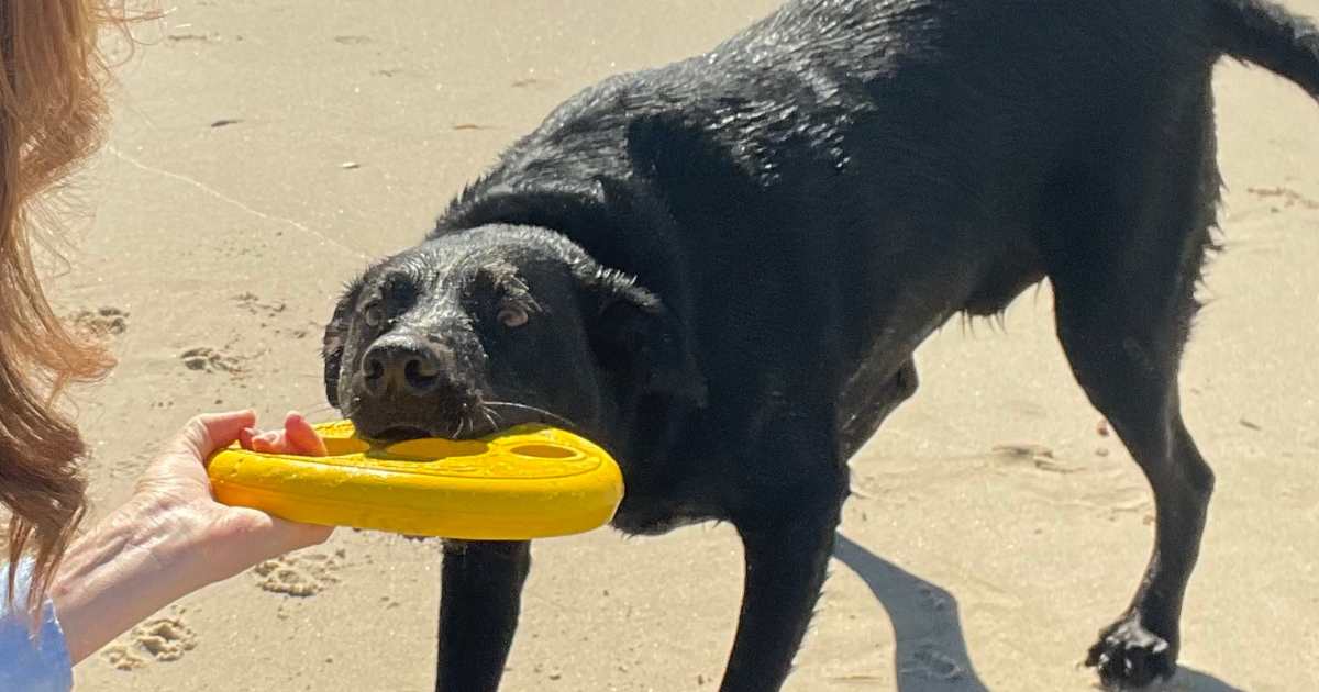 Floating Toys for dogs