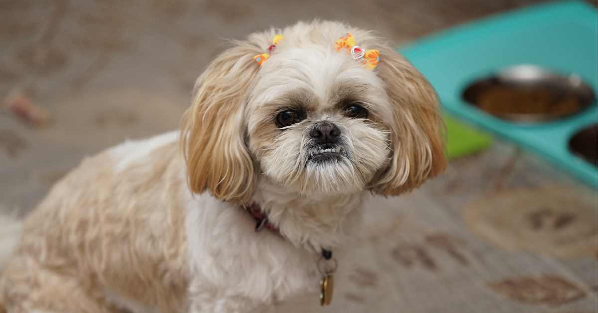 Mixing dry dog food with wet or raw