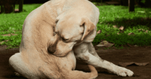 Atopic Dermatitis