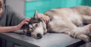 bloat in dogs