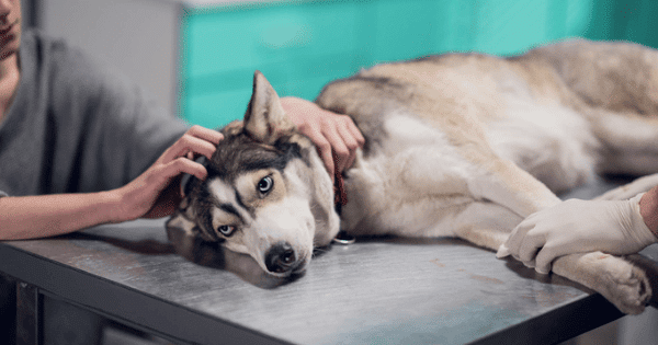 Preventing Bloat in dogs (Gastric Dilatation-Volvulus)