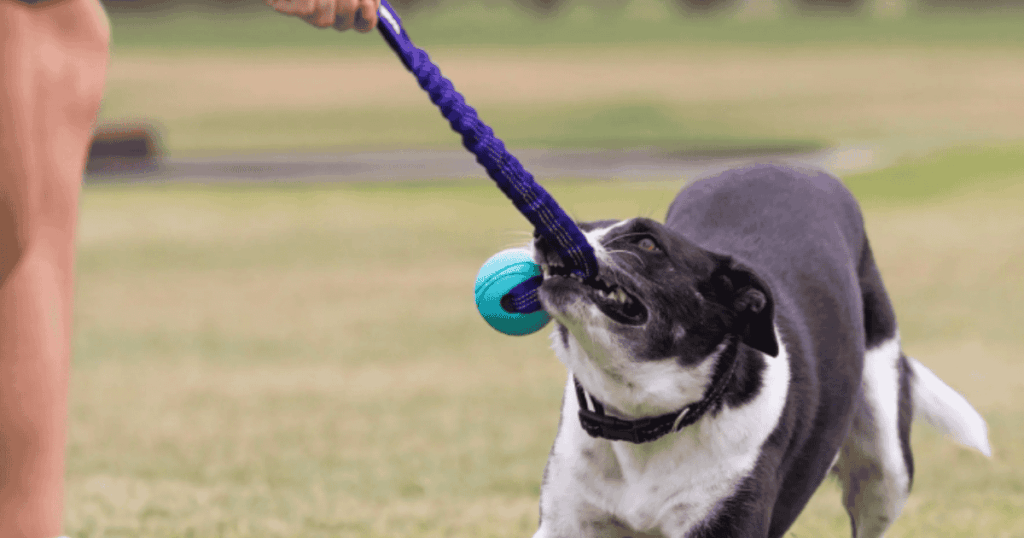 tug of war with dogs