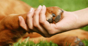 cleaning dog paws