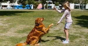 children and dogs