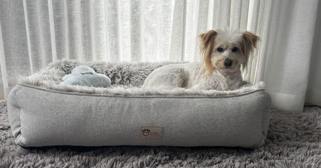 choosing a dog bed