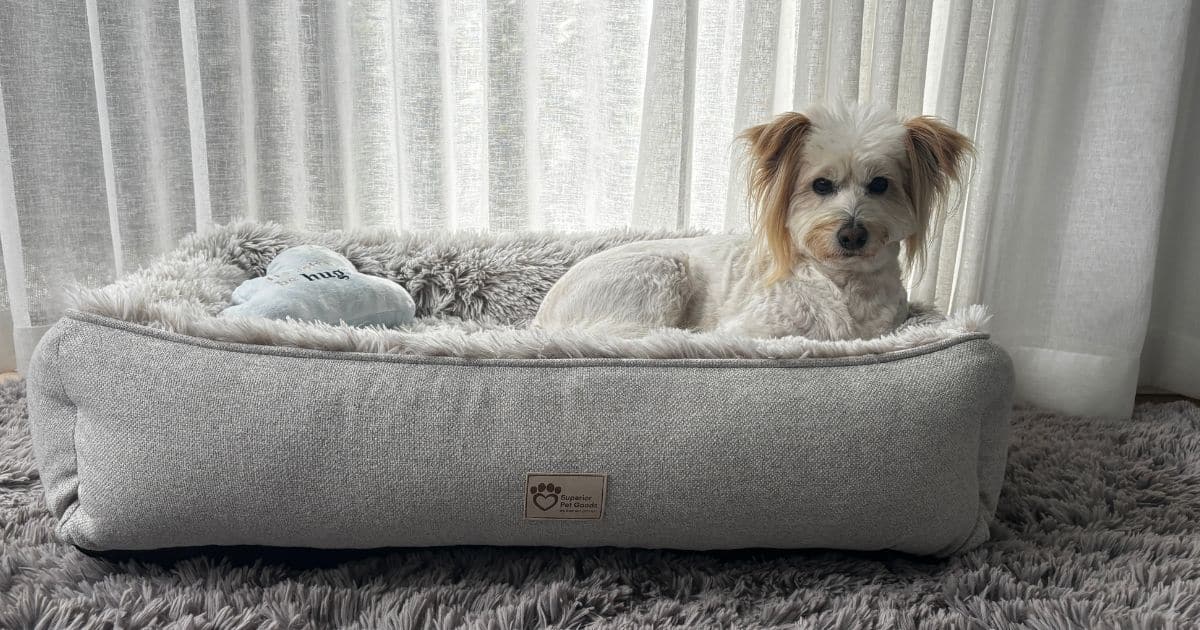 Choosing a Dog Bed: How to Find the Right One