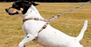 dog excited before walk