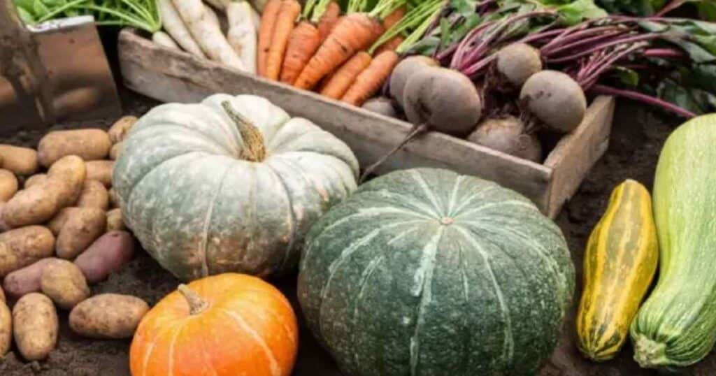 superfoods for dogs