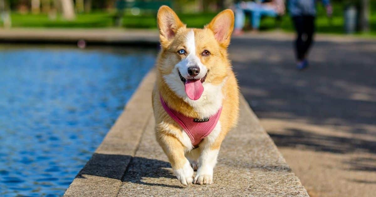 corgi breed profile