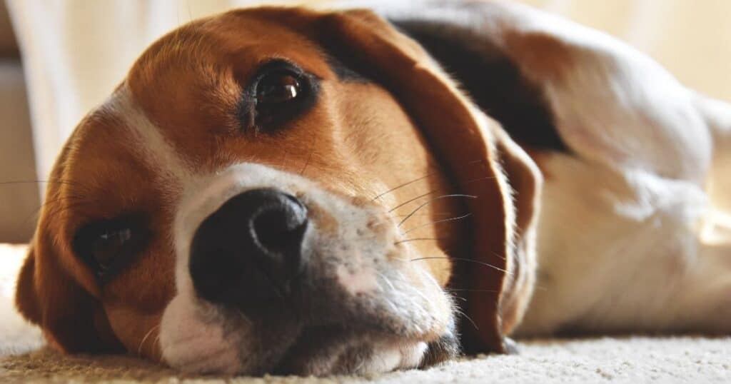 calming supplements for dogs and cats