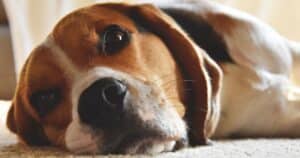 calming supplements for dogs and cats