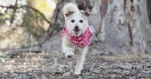 dogs kick after pooping