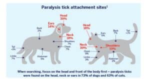 paralysis tick