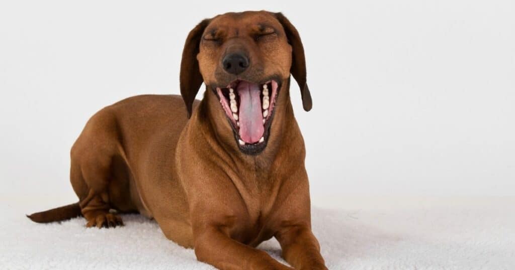 why do dogs yawn