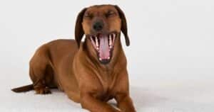 why do dogs yawn