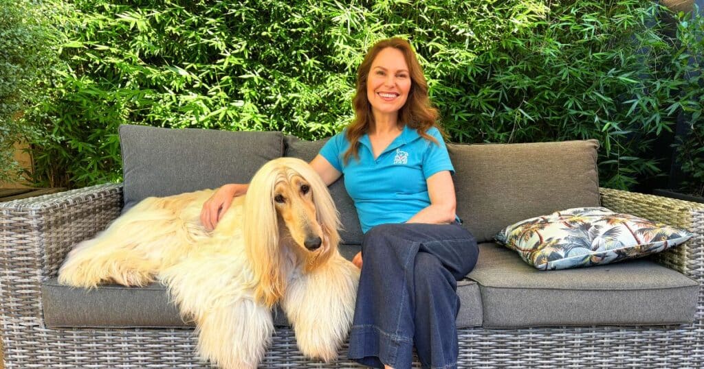 Afghan hound